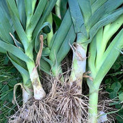 LEEK - Large Musselburg